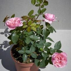 'Joleen™ Renaissance'® Rosa X 'Joleen™ Renaissance'® (Renaissancerose) A-Kvalitet,- Barrods Roser Min. 3 Grene 11 'Joleen™ Renaissance'® Rosa X 'Joleen™ Renaissance'® (Renaissancerose) A-Kvalitet,- Barrods Roser Min. 3 Grene -Osmoz Naturens Butik p35346 52150 rosa x joleen renaissance renaissancerose 8470
