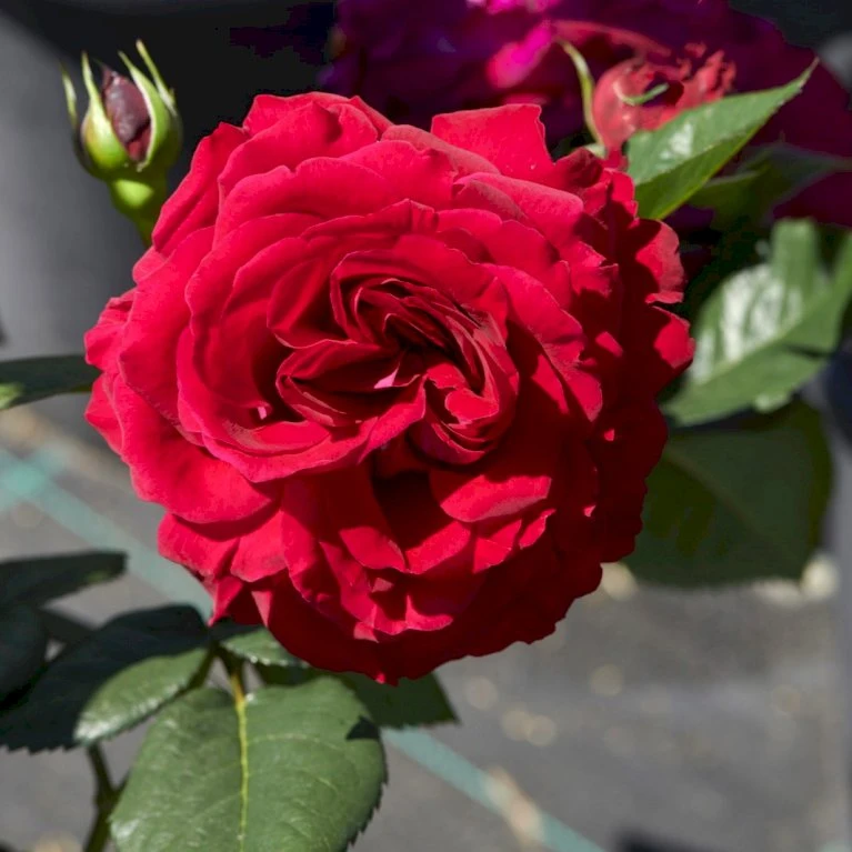 'Katherine™ Renaissance'® Rosa X 'Katherine™ Renaissance'® (Renaissance) A-Kvalitet,- Barrods Roser Min. 3 Grene 3 'Katherine™ Renaissance'® Rosa X 'Katherine™ Renaissance'® (Renaissance) A-Kvalitet,- Barrods Roser Min. 3 Grene