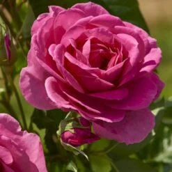 'Lea™ Renaissance'® Rosa X 'Lea™ Renaissance'® (Renaissancerose) A-Kvalitet,- Barrods Roser Min. 3 Grene -Osmoz Naturens Butik p35348 52155 rosa x lea renaissance renaissancerose 07ab