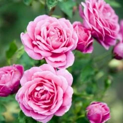'Lea™ Renaissance'® Rosa X 'Lea™ Renaissance'® (Renaissancerose) A-Kvalitet,- Barrods Roser Min. 3 Grene -Osmoz Naturens Butik p35348 52157 rosa x lea renaissance renaissancerose 23b7