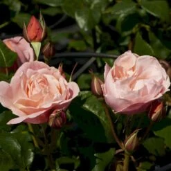 'Lilo™ Renaissance'® Rosa X 'Lilo™ Renaissance'® (Renaissancerose) A-Kvalitet,- Barrods Roser Min. 3 Grene -Osmoz Naturens Butik p35349 52161 rosa x lilo renaissance renaissancerose 18b2