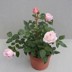'Lilo™ Renaissance'® Rosa X 'Lilo™ Renaissance'® (Renaissancerose) A-Kvalitet,- Barrods Roser Min. 3 Grene -Osmoz Naturens Butik p35349 52163 rosa x lilo renaissance renaissancerose 4c82