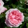 'Marlis™ Renaissance'® Rosa X 'Marlis™ Renaissance'® (Renaissancerose) A-Kvalitet,- Barrods Roser Min. 3 Grene -Osmoz Naturens Butik p35350 52167 rosa x marlis renaissance renaissancerose 46a4