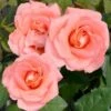 'Mathilde™ Renaissance'® Rosa X 'Mathilde™ Renaissance'® (Renaissancerose) A-Kvalitet,- Barrods Roser Min. 3 Grene -Osmoz Naturens Butik p35351 52171 rosa x mathilde renaissance renaissancerose 41dc