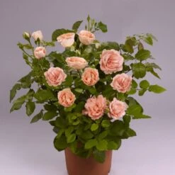'Mathilde™ Renaissance'® Rosa X 'Mathilde™ Renaissance'® (Renaissancerose) A-Kvalitet,- Barrods Roser Min. 3 Grene -Osmoz Naturens Butik p35351 52172 rosa x mathilde renaissance renaissancerose f712
