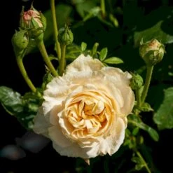 'Nina™ Renaissance'® Rosa X 'Nina™ Renaissance'® (Renaissancerose) A-Kvalitet,- Barrods Roser Min. 3 Grene -Osmoz Naturens Butik p35352 52187 rosa x nina renaissance renaissancerose d9f3