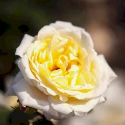 'Nina™ Renaissance'® Rosa X 'Nina™ Renaissance'® (Renaissancerose) A-Kvalitet,- Barrods Roser Min. 3 Grene -Osmoz Naturens Butik p35352 52189 rosa x nina renaissance renaissancerose 907e