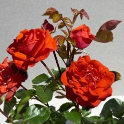 'Odelia™ Renaissance'® (syn. 'Minna'™) Rosa X 'Odelia™ Renaissance'® (Renaissancerose) A-Kvalitet,- Barrods Roser Min. 3 Grene -Osmoz Naturens Butik p35353 52191 rosa x odelia renaissance renaissancerose 9065