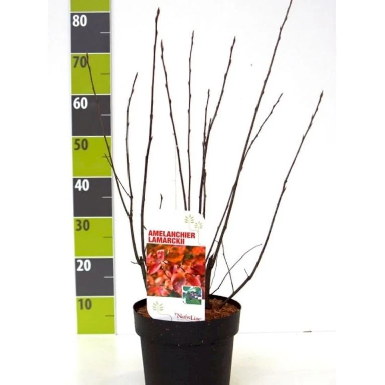 Canadisk Bærmispel Amelanchier Lamarckii Potte 4,0 Liter,- 50-60 Cm. 3 Canadisk Bærmispel Amelanchier Lamarckii Potte 4,0 Liter,- 50-60 Cm.