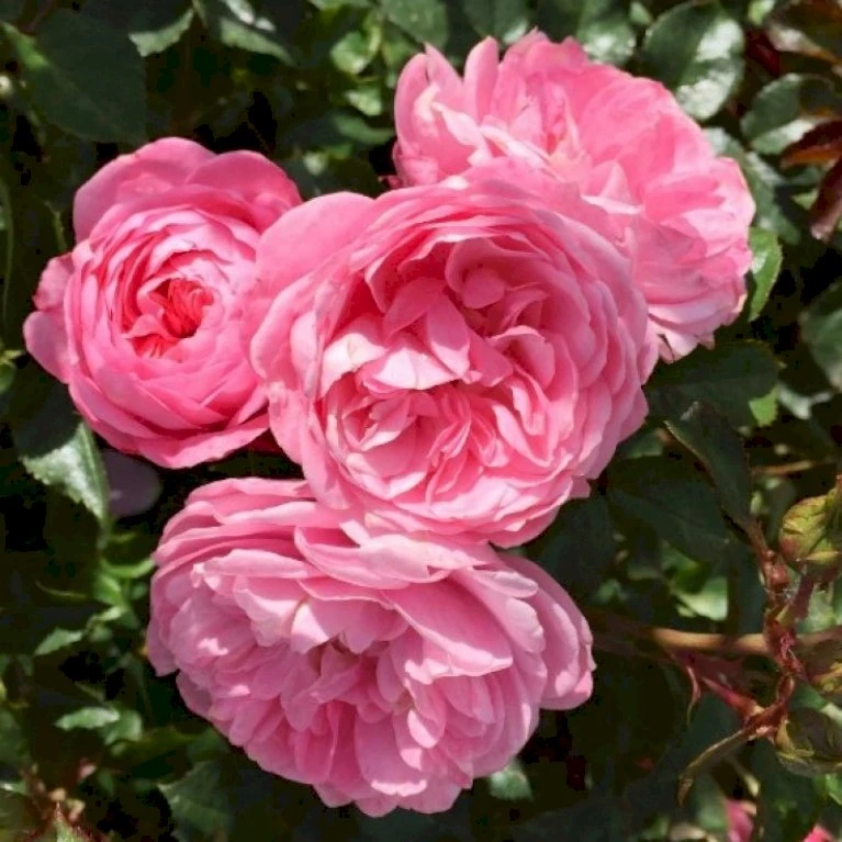 'CPH Garden In Bloom'™ Rosa X 'CPH Garden In Bloom'™ (Bunddækkerose) A-Kvalitet,- Barrods Roser Min. 3 Grene 3 'CPH Garden In Bloom'™ Rosa X 'CPH Garden In Bloom'™ (Bunddækkerose) A-Kvalitet,- Barrods Roser Min. 3 Grene