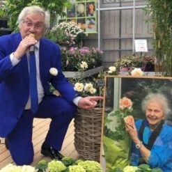 'Elin's Rose'™ Rosa X 'Elin's Rose'™ (Buketrose) A-Kvalitet,- Barrods Roser Min. 3 Grene -Osmoz Naturens Butik p35393 51465 rosa x elin s rose buketrose 752f