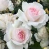 'Emmelie De Forest Forever'™ Rosa X 'Emmelie De Forest Forever'™ (Buketrose) A-Kvalitet,- Barrods Roser Min. 3 Grene 2 'Emmelie De Forest Forever'™ Rosa X 'Emmelie De Forest Forever'™ (Buketrose) A-Kvalitet,- Barrods Roser Min. 3 Grene -Osmoz Naturens Butik p35394 51467 rosa x emmelie de forest forever buketrose c9f7