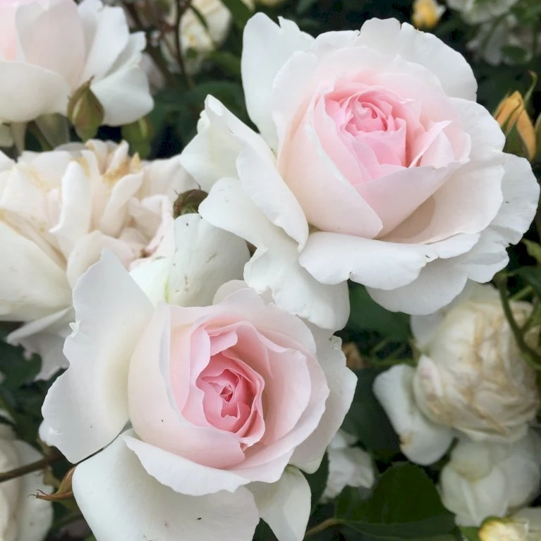 'Emmelie De Forest Forever'™ Rosa X 'Emmelie De Forest Forever'™ (Buketrose) A-Kvalitet,- Barrods Roser Min. 3 Grene 3 'Emmelie De Forest Forever'™ Rosa X 'Emmelie De Forest Forever'™ (Buketrose) A-Kvalitet,- Barrods Roser Min. 3 Grene