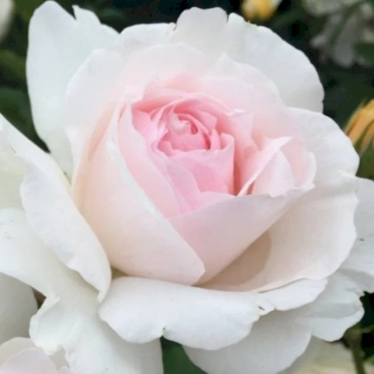 'Emmelie De Forest Forever'™ Rosa X 'Emmelie De Forest Forever'™ (Buketrose) A-Kvalitet,- Barrods Roser Min. 3 Grene 5 'Emmelie De Forest Forever'™ Rosa X 'Emmelie De Forest Forever'™ (Buketrose) A-Kvalitet,- Barrods Roser Min. 3 Grene - Billede 3