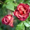 'Hot Chocolate' Rosa X 'Hot Chocolate' (Buketrose) A-Kvalitet,- Barrods Roser Min. 3 Grene -Osmoz Naturens Butik p35397 51534 rosa x hot chocolate buketrose 495c