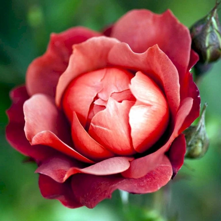 'Hot Chocolate' Rosa X 'Hot Chocolate' (Buketrose) A-Kvalitet,- Barrods Roser Min. 3 Grene 5 'Hot Chocolate' Rosa X 'Hot Chocolate' (Buketrose) A-Kvalitet,- Barrods Roser Min. 3 Grene - Billede 3