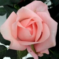 'Sweet Love Forever'™ Rosa X 'Sweet Love Forever'™ (Buketrose) A-Kvalitet,- Barrods Roser Min. 3 Grene -Osmoz Naturens Butik p35399 52032 rosa x sweet love forever buketrose 3518