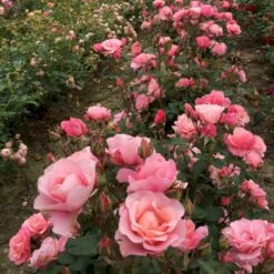'Sweet Love Forever'™ Rosa X 'Sweet Love Forever'™ (Buketrose) A-Kvalitet,- Barrods Roser Min. 3 Grene -Osmoz Naturens Butik p35399 52033 rosa x sweet love forever buketrose 79af
