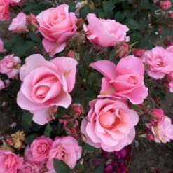 'Sweet Love Forever'™ Rosa X 'Sweet Love Forever'™ (Buketrose) A-Kvalitet,- Barrods Roser Min. 3 Grene -Osmoz Naturens Butik p35399 52034 rosa x sweet love forever buketrose 2e9a