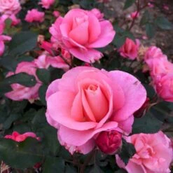 'Sweet Love Forever'™ Rosa X 'Sweet Love Forever'™ (Buketrose) A-Kvalitet,- Barrods Roser Min. 3 Grene -Osmoz Naturens Butik p35399 52036 rosa x sweet love forever buketrose a2b8