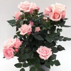 'Sweet Love Forever'™ Rosa X 'Sweet Love Forever'™ (Buketrose) A-Kvalitet,- Barrods Roser Min. 3 Grene -Osmoz Naturens Butik p35399 52037 rosa x sweet love forever buketrose 0101
