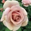 'Koko Loco' Rosa X 'Koko Loco' (Storblomstrende) A-Kvalitet,- Barrods Roser Min. 3 Grene -Osmoz Naturens Butik p35400 53304 rosa x koko loco storblomstrende abf2