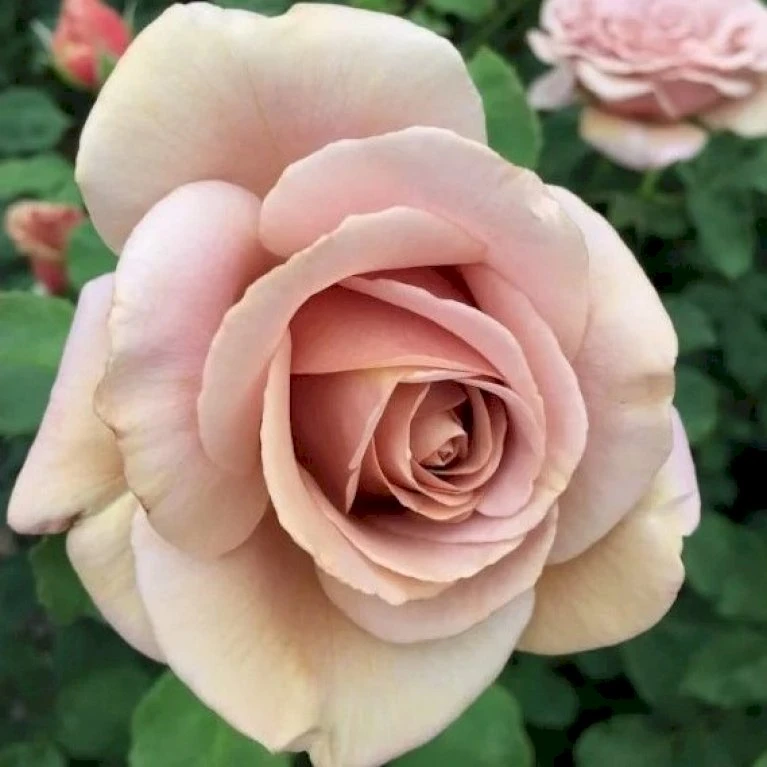 'Koko Loco' Rosa X 'Koko Loco' (Storblomstrende) A-Kvalitet,- Barrods Roser Min. 3 Grene 3 'Koko Loco' Rosa X 'Koko Loco' (Storblomstrende) A-Kvalitet,- Barrods Roser Min. 3 Grene