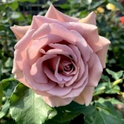 'Koko Loco' Rosa X 'Koko Loco' (Storblomstrende) A-Kvalitet,- Barrods Roser Min. 3 Grene 7 'Koko Loco' Rosa X 'Koko Loco' (Storblomstrende) A-Kvalitet,- Barrods Roser Min. 3 Grene -Osmoz Naturens Butik p35400 53305 rosa x koko loco storblomstrende e89a