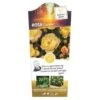 'Lampion' Rosa X 'Lampion' (Buketrose) 3,0 Liter Potte -Osmoz Naturens Butik p35401 38641 image 06b5