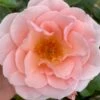 'Royal Estelle'™ Rosa X 'Royal Estelle'™ (Buketrose) A-Kvalitet,- Barrods Roser Min. 3 Grene 1 'Royal Estelle'™ Rosa X 'Royal Estelle'™ (Buketrose) A-Kvalitet,- Barrods Roser Min. 3 Grene -Osmoz Naturens Butik p35404 51693 rosa x royal estelle buketrose d6a7
