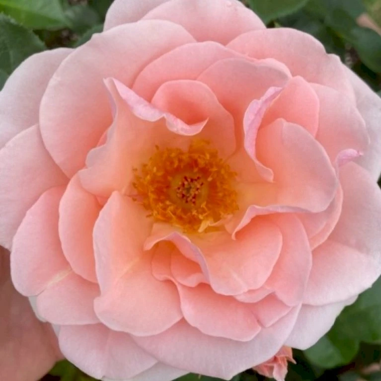 'Royal Estelle'™ Rosa X 'Royal Estelle'™ (Buketrose) A-Kvalitet,- Barrods Roser Min. 3 Grene 3 'Royal Estelle'™ Rosa X 'Royal Estelle'™ (Buketrose) A-Kvalitet,- Barrods Roser Min. 3 Grene