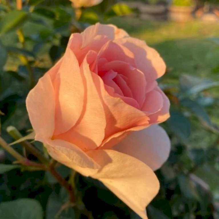 'Royal Estelle'™ Rosa X 'Royal Estelle'™ (Buketrose) A-Kvalitet,- Barrods Roser Min. 3 Grene 5 'Royal Estelle'™ Rosa X 'Royal Estelle'™ (Buketrose) A-Kvalitet,- Barrods Roser Min. 3 Grene - Billede 3