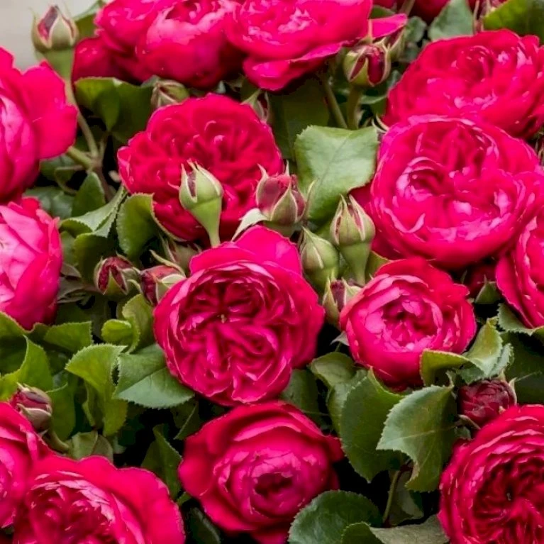 'Red Leonardo Da Vinci' Rosa X 'Red Leonardo Da Vinci' (Buketrose) A-Kvalitet,- Barrods Roser Min. 3 Grene 3 'Red Leonardo Da Vinci' Rosa X 'Red Leonardo Da Vinci' (Buketrose) A-Kvalitet,- Barrods Roser Min. 3 Grene