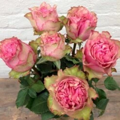 'Loves Me® Tender'™ Rosa X 'Loves Me® Tender'™ (Buketrose) A-Kvalitet,- Barrods Roser Min. 3 Grene -Osmoz Naturens Butik p35408 51675 rosa x rosa loves me tender buketrose 7219