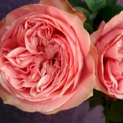 'Loves Me® With Heart And Soul'™ Rosa X 'Loves Me® With Heart And Soul'™ (Buketrose) A-Kvalitet,- Barrods Roser Min. 3 Grene -Osmoz Naturens Butik p35409 51684 rosa x rosa loves me with heart and soul buketrose e033