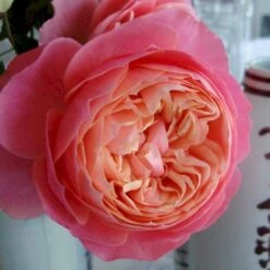 'Loves Me® With Heart And Soul'™ Rosa X 'Loves Me® With Heart And Soul'™ (Buketrose) A-Kvalitet,- Barrods Roser Min. 3 Grene -Osmoz Naturens Butik p35409 51685 rosa x rosa loves me with heart and soul buketrose 95ae