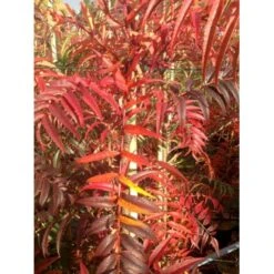 Koreansk Røn 'Dodong' Sorbus Hybrid 'Dodong' Potte 10 Liter 200-250 Cm. 8 Koreansk Røn 'Dodong' Sorbus Hybrid 'Dodong' Potte 10 Liter 200-250 Cm. -Osmoz Naturens Butik p3540 36460 sorbus hybrid dodong b826
