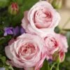 'Rosenfaszination'® Rosa X 'Rosenfaszination'® (Buketrose) A-Kvalitet,- Barrods Roser Min. 3 Grene -Osmoz Naturens Butik p35410 53638 rosa x rosenfaszination buketrose 81cf