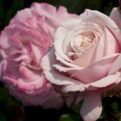 'Rosenfaszination'® Rosa X 'Rosenfaszination'® (Buketrose) A-Kvalitet,- Barrods Roser Min. 3 Grene -Osmoz Naturens Butik p35410 53639 rosa x rosenfaszination buketrose db22