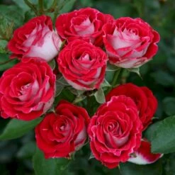 'Schöne Koblenzerin'® (Syn. Pigen Fra Fyn) Rosa X 'Schöne Koblenzerin'® (Buketrose) A-Kvalitet,- Barrods Roser Min. 3 Grene -Osmoz Naturens Butik p35412 53655 rosa x schoene koblenzerin buketrose 1b61