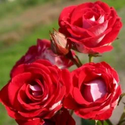 'Schöne Koblenzerin'® (Syn. Pigen Fra Fyn) Rosa X 'Schöne Koblenzerin'® (Buketrose) A-Kvalitet,- Barrods Roser Min. 3 Grene -Osmoz Naturens Butik p35412 53656 rosa x schoene koblenzerin buketrose 7f61