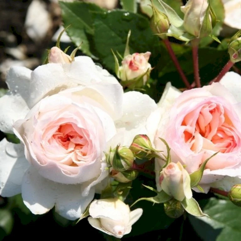 'Stephanie Baronin Zu Guttenberg'® Rosa X 'Stephanie Baronin Zu Guttenberg'® (Buketrose) A-Kvalitet,- Barrods Roser Min. 3 Grene 3 'Stephanie Baronin Zu Guttenberg'® Rosa X 'Stephanie Baronin Zu Guttenberg'® (Buketrose) A-Kvalitet,- Barrods Roser Min. 3 Grene