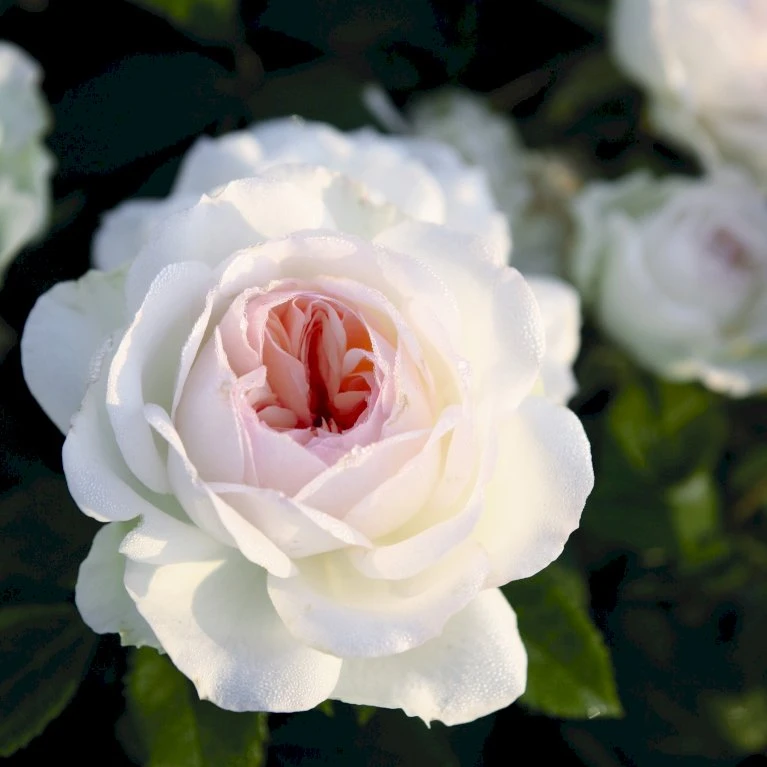 'Stephanie Baronin Zu Guttenberg'® Rosa X 'Stephanie Baronin Zu Guttenberg'® (Buketrose) A-Kvalitet,- Barrods Roser Min. 3 Grene 5 'Stephanie Baronin Zu Guttenberg'® Rosa X 'Stephanie Baronin Zu Guttenberg'® (Buketrose) A-Kvalitet,- Barrods Roser Min. 3 Grene - Billede 3