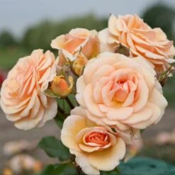 'Sweet Honey'® Rosa X 'Sweet Honey'® (Buketrose) A-Kvalitet,- Barrods Roser Min. 3 Grene