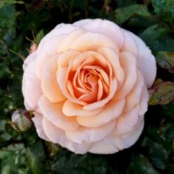 'Sweet Honey'® Rosa X 'Sweet Honey'® (Buketrose) A-Kvalitet,- Barrods Roser Min. 3 Grene -Osmoz Naturens Butik p35418 53665 rosa x sweet honey buketrose 2704