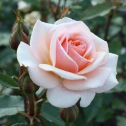 'Sweet Honey'® Rosa X 'Sweet Honey'® (Buketrose) A-Kvalitet,- Barrods Roser Min. 3 Grene -Osmoz Naturens Butik p35418 53666 rosa x sweet honey buketrose 59e7