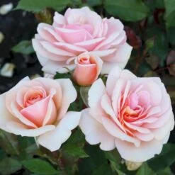 'Sweet Honey'® Rosa X 'Sweet Honey'® (Buketrose) A-Kvalitet,- Barrods Roser Min. 3 Grene -Osmoz Naturens Butik p35418 53667 rosa x sweet honey buketrose 054a
