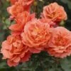 'Theodor Fontane Rose'® Rosa X 'Theodor Fontane Rose'® (Buketrose) A-Kvalitet,- Barrods Roser Min. 3 Grene -Osmoz Naturens Butik p35419 54043 rosa x theodor fontane rose buketrose 3e05