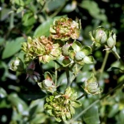 'Viridiflora' (Den Grønne Rose) Rosa Chinensis 'Viridiflora' (Kinarose) A-Kvalitet,- Barrods Roser Min. 3 Grene -Osmoz Naturens Butik p35420 51747 rosa chinensis viridiflora kinarose 3b75