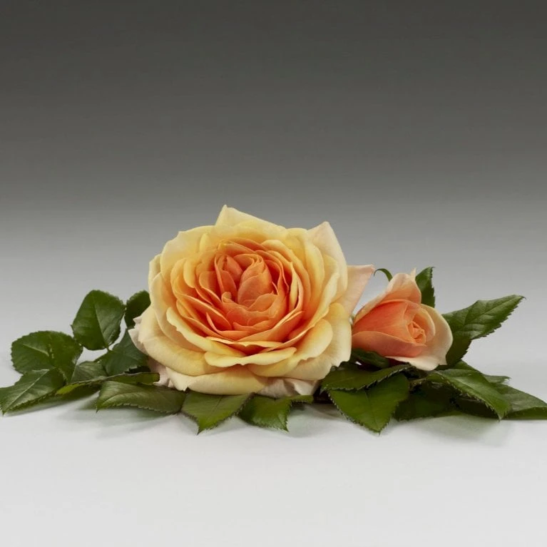 'Sarai™ Hit'® Rosa X 'Sarai™ Hit'® (Miniaturerose) A-Kvalitet,- Barrods Roser Min. 3 Grene 6 'Sarai™ Hit'® Rosa X 'Sarai™ Hit'® (Miniaturerose) A-Kvalitet,- Barrods Roser Min. 3 Grene - Billede 4